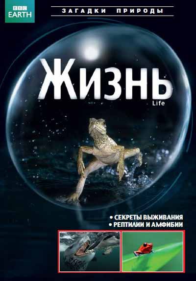 BBC: Жизнь